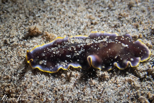 Image of Pseudoceros prudhoei