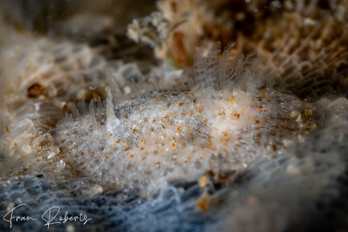 Image of Idaliadoris maugeansis