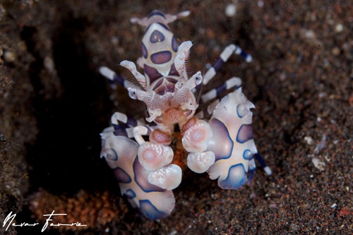 Image of Hymenocera picta