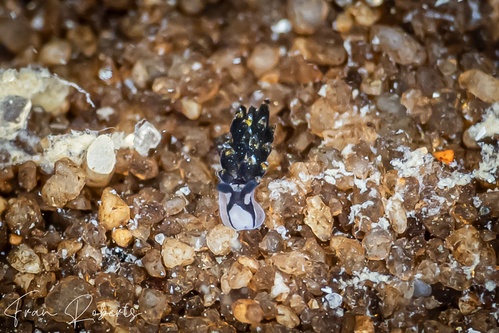 Image of Costasiella sp. 1