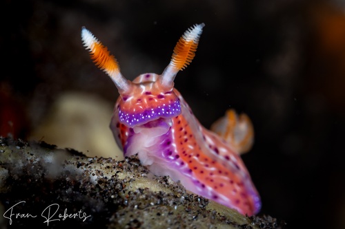 Image of Hypselodoris sp. 1