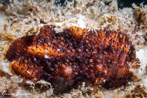 Image of Thyzanozoon sp. 1