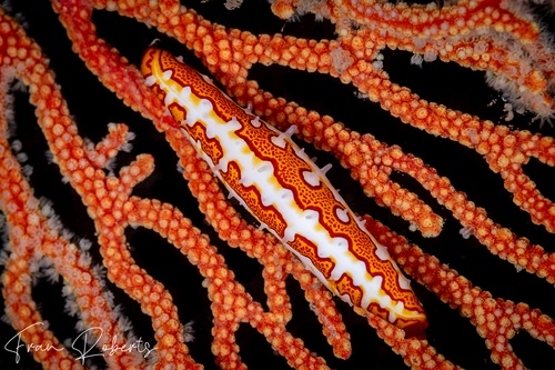 Image of Pellasimnia improcera