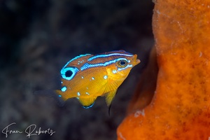 Image of Parma microlepis