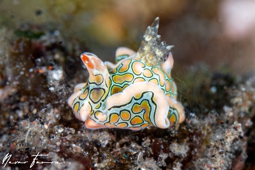 Image of Sagaminopteron psychedelicum