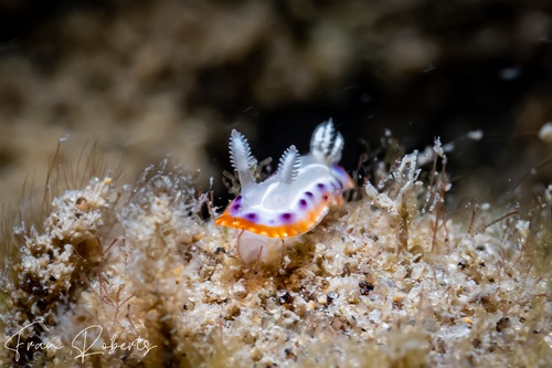 Image of Goniobranchus setoensis