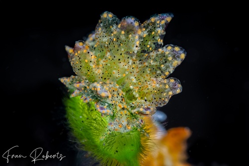 Image of Mourgona sp. 1