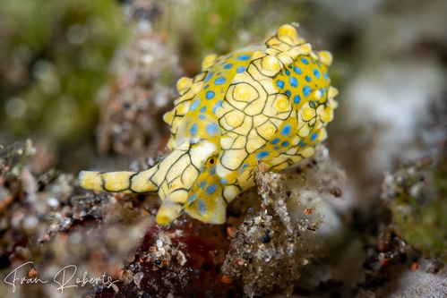 Image of Oxynoe kylei