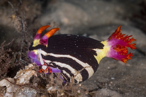 Image of Nembrotha purpureolineata