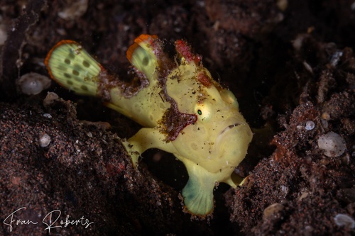 Image of Antennarius maculatus