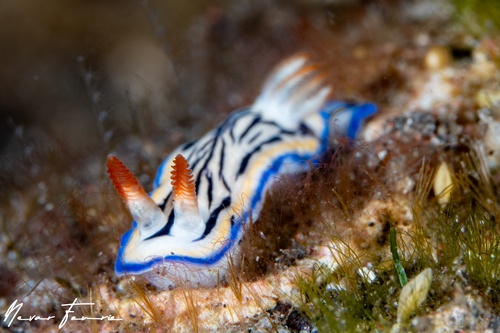 Image of Hypselodoris maritima
