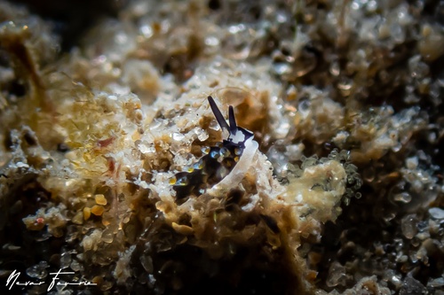 Image of Costasiella sp. 1