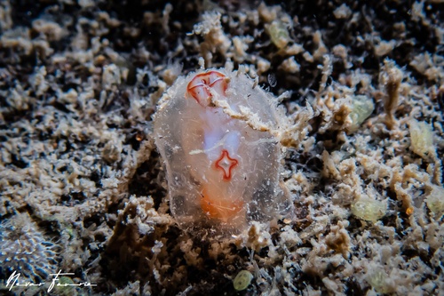 Image of Tunicates Various