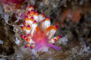 Image of Coryphellina delicata