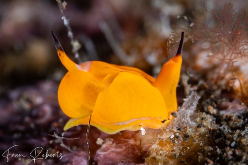 Image of Siphopteron sp. 2