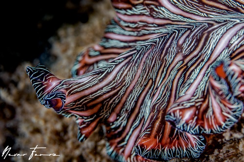 Image of Pseaudobiceros bedfordi