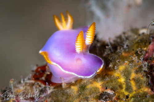 Image of Thorunna sp. 3