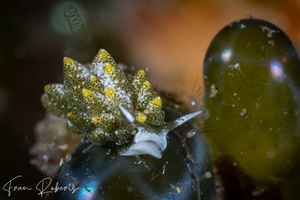 Image of Ercolania sp. 1