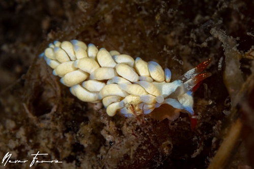 Image of Tenellia nakapila