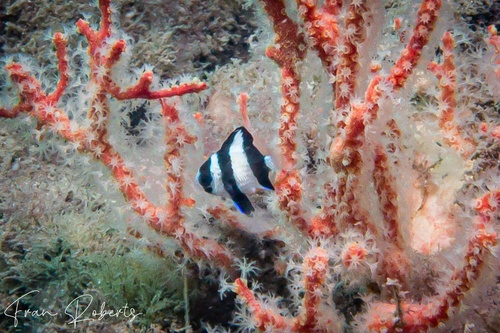 Image of Dascyllus aruanus