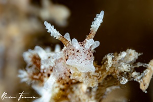 Image of Okenia mija