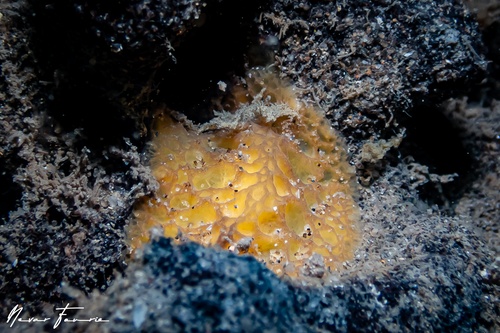 Image of Sclerodoris sp. 1