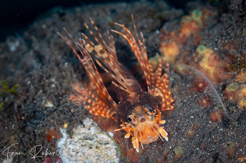 Image of Dendrochirus brachypterus