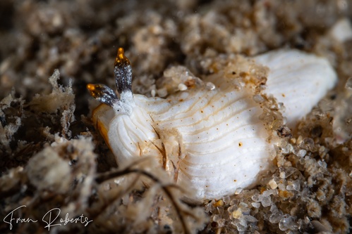 Image of Dermatobranchus sp. 1