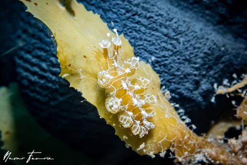 Image of Hancockia burni