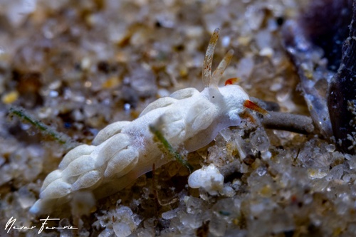 Image of Tenellia sp. 2