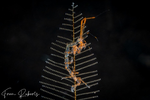 Image of Caprellidae sp