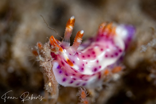 Image of Thorunna sp. 1