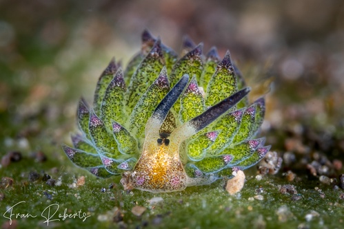 Image of Costasiella kuroshimae