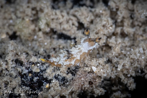 Image of Polycera sp. 1