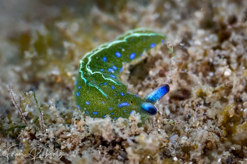 Image of Elysia sp. 1