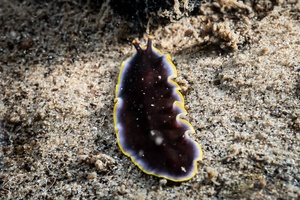 Image of Pseudoceros prudhoei