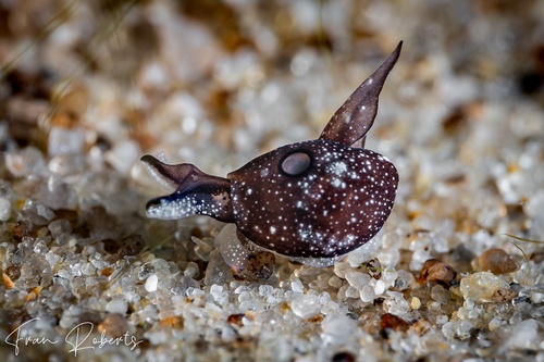 Image of Colpodaspis sp. 1