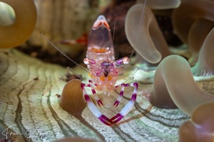 Image of Periclimenes brevicarpalis