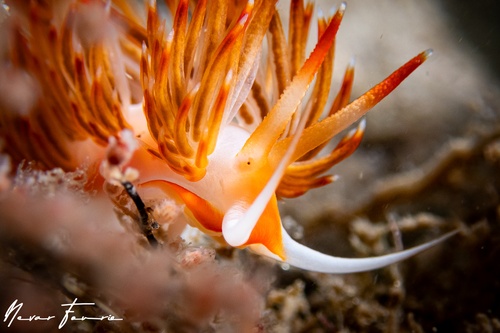 Image of Sakuraeolis nungunoides