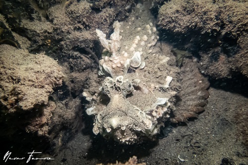 Image of Synanceia horrida