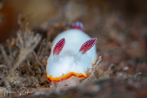 Image of Goniobranchus sinensis