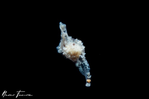 Image of Gastropteron minutum