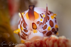 Image of Primovula rosewateri