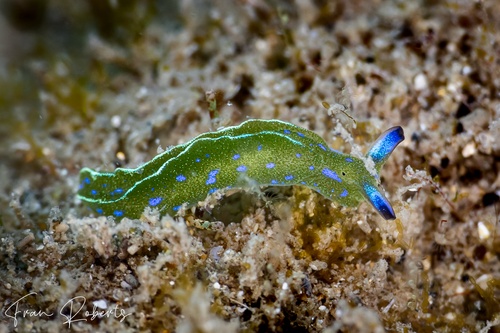 Image of Elysia sp. 1