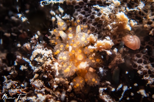 Image of Limacia ornata