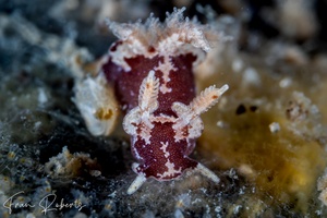 Image of Trapania brunnea