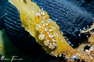 Image of Hancockia burni