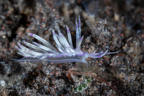 Image of Unidentia sp. 2