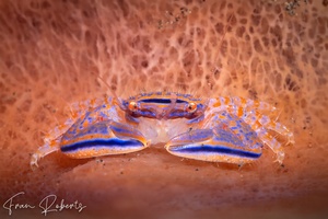 Image of Aliaporcellana spongicola