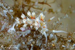Image of Cratena lineata